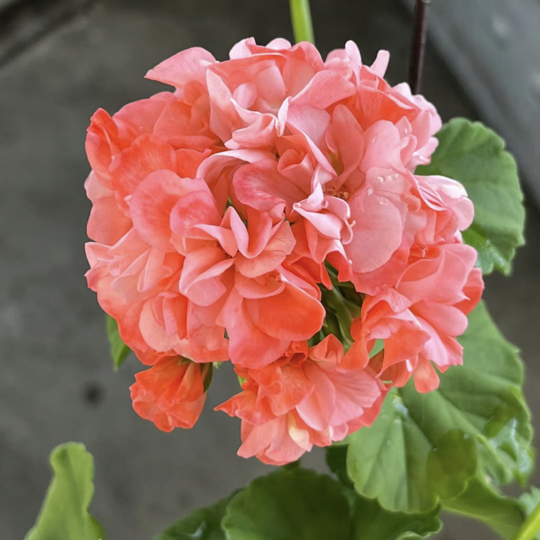 【再见梦想】130杯直立重瓣大花球子天竺葵爆花