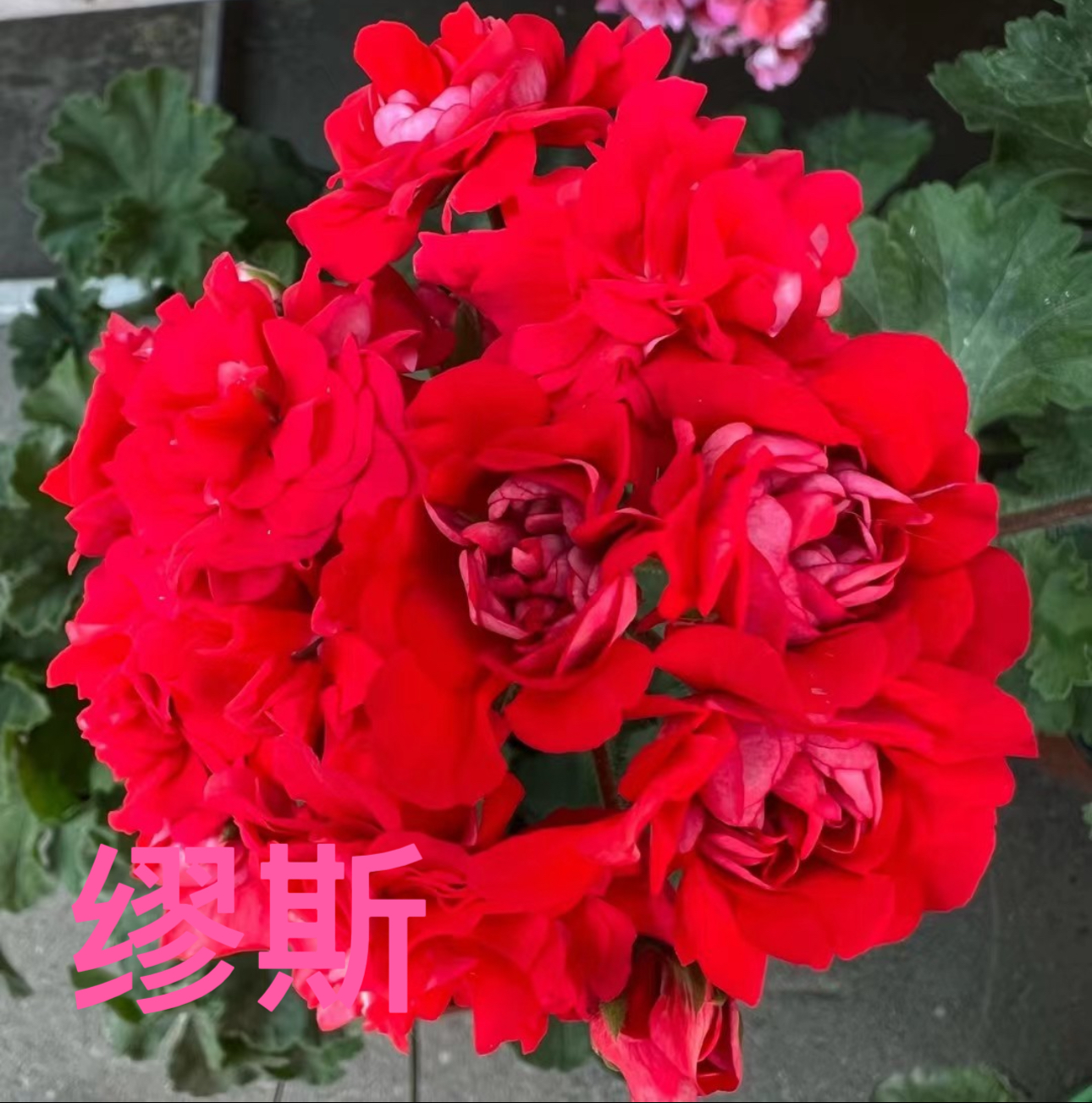 【缪斯】130杯直立重瓣大花球子天竺葵爆花