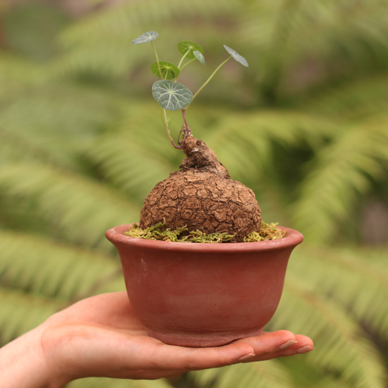 精选山乌龟易活盆栽云南多肉块根植物金不换盆景圆叶庭院爬藤水培