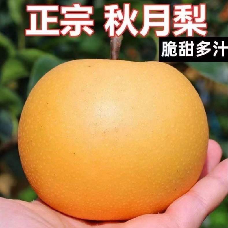 新鲜【甄选】秋月梨正宗特级梨子皮薄超甜水果应季饱满多汁甜食用