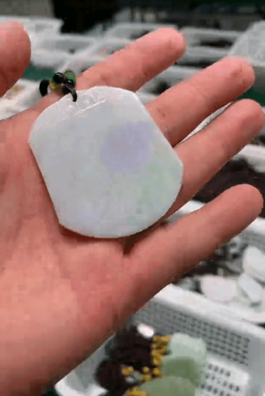 翡翠春彩无事牌挂件多样性发一