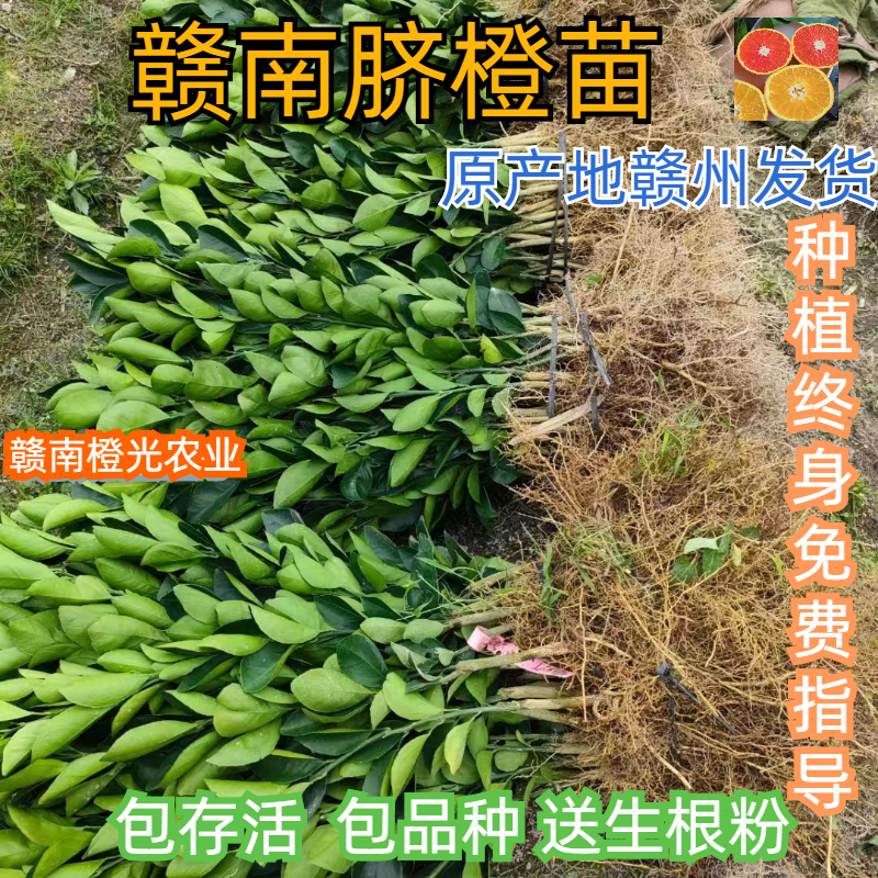 江西赣南脐橙苗血橙苗赣州原产地发货纽荷尔黄肉红肉脐橙苗果树苗