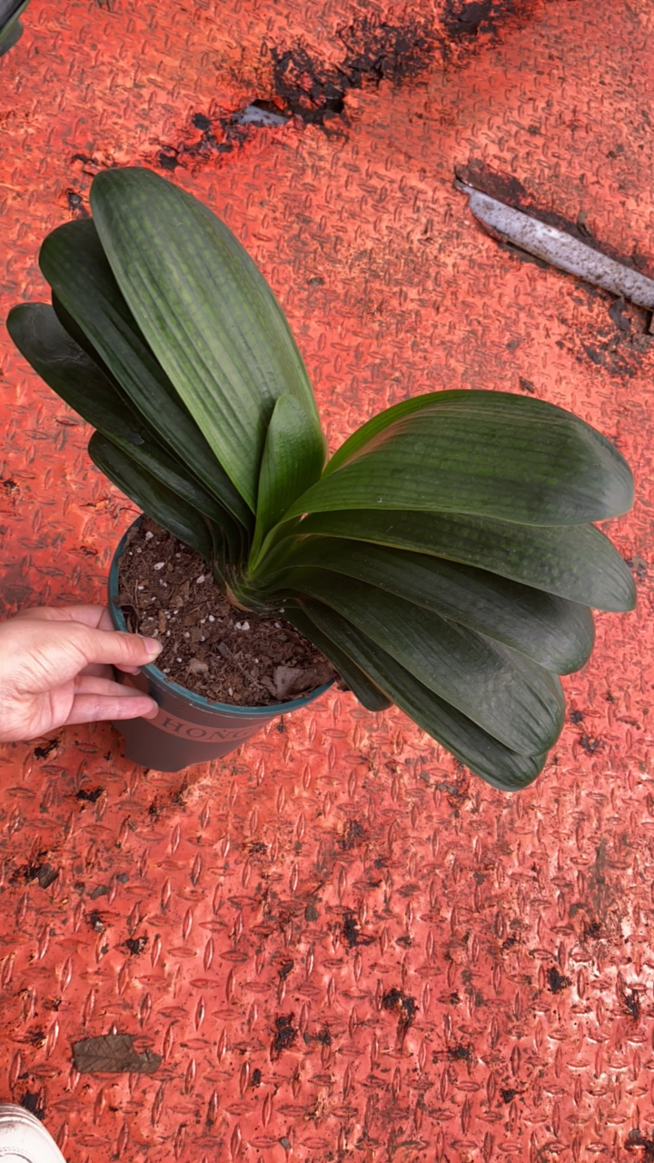 君子兰大和尚头一颗五年生原盆原土发货