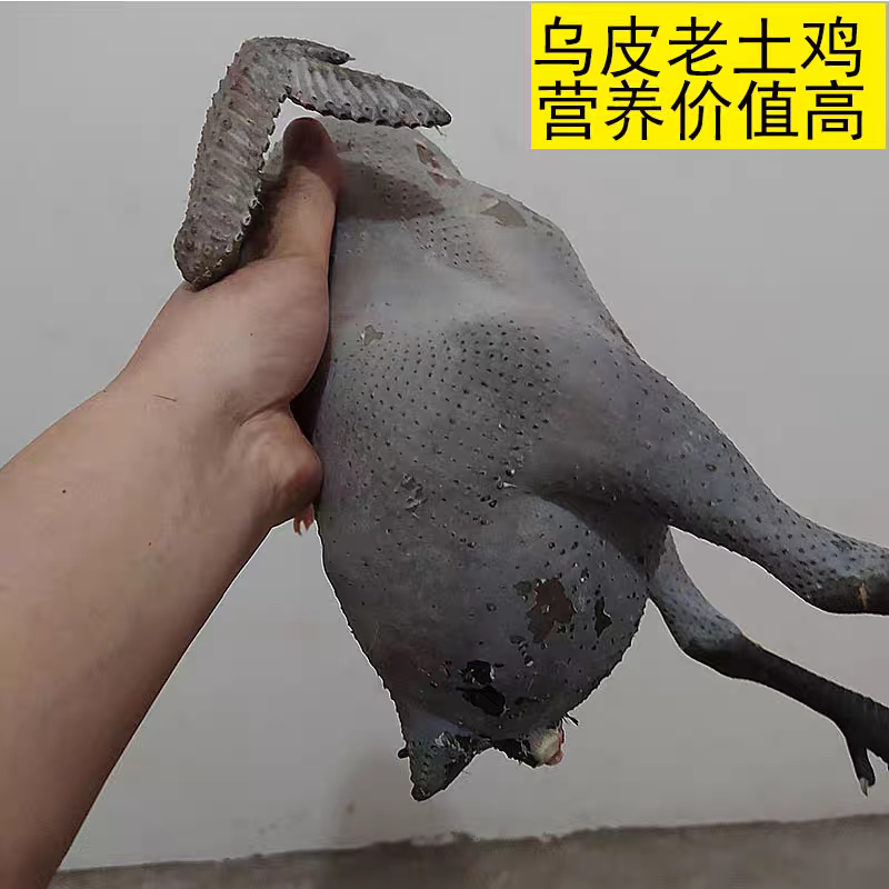 农村乌骨鸡现拍现屠宰