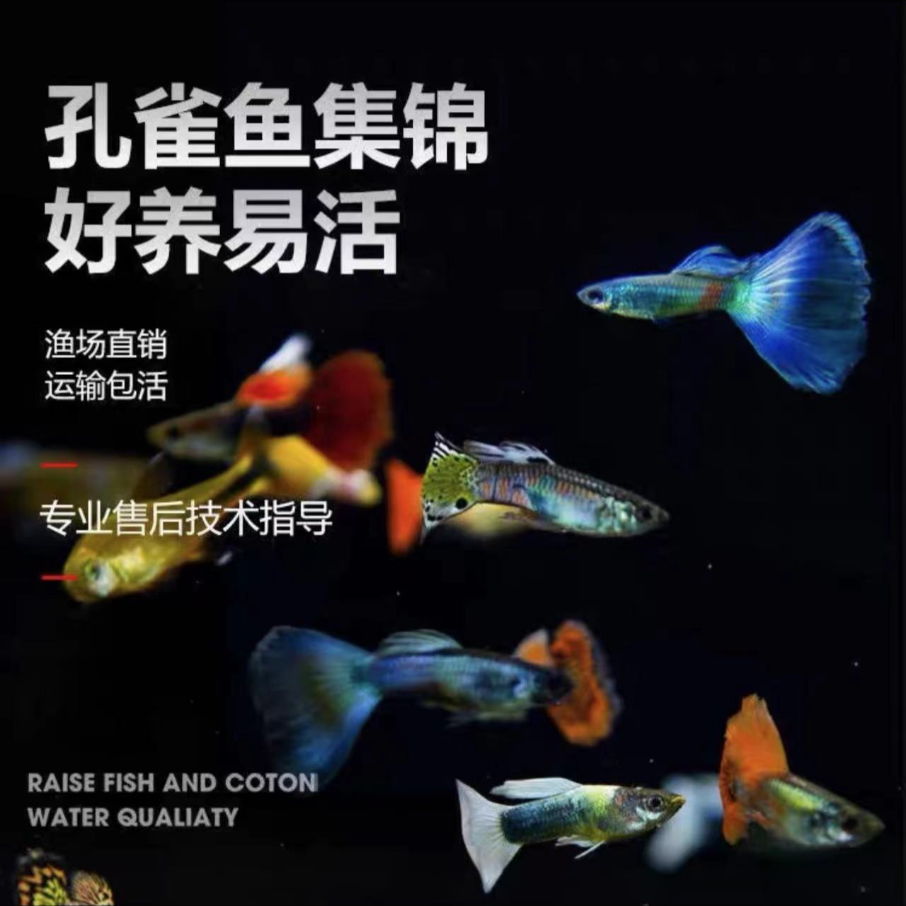 孔雀鱼练手鱼网红小型热带淡水观赏鱼下崽狂魔鱼好养易活无需打氧