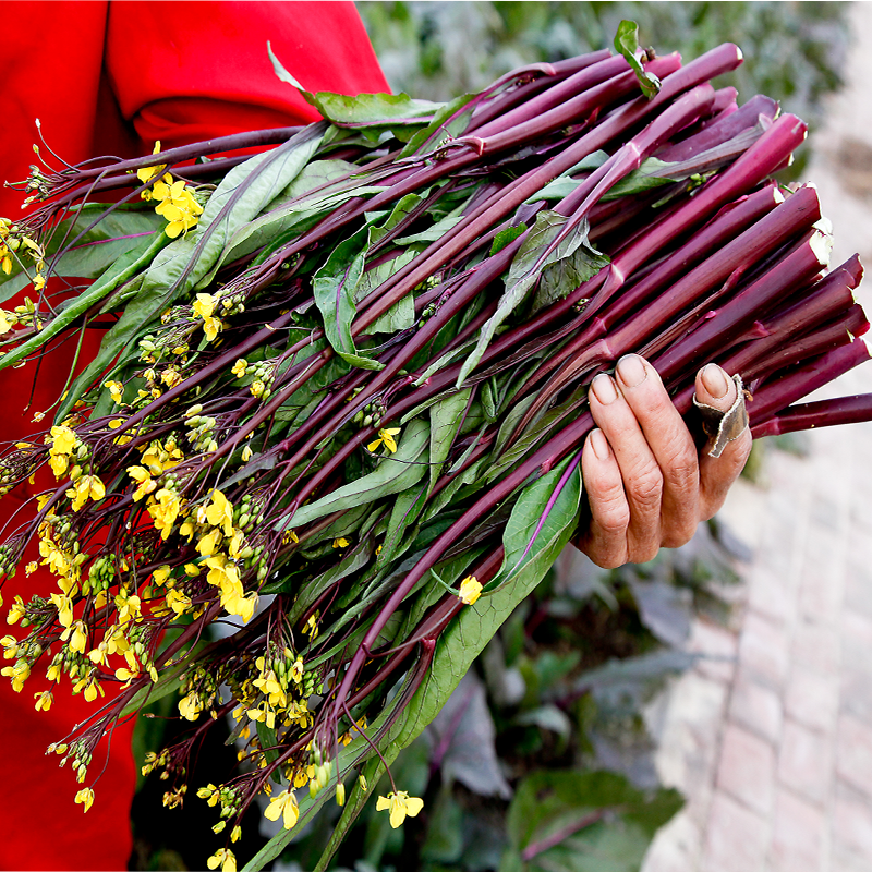 【现摘现发】湖北红菜苔 3斤 5斤 