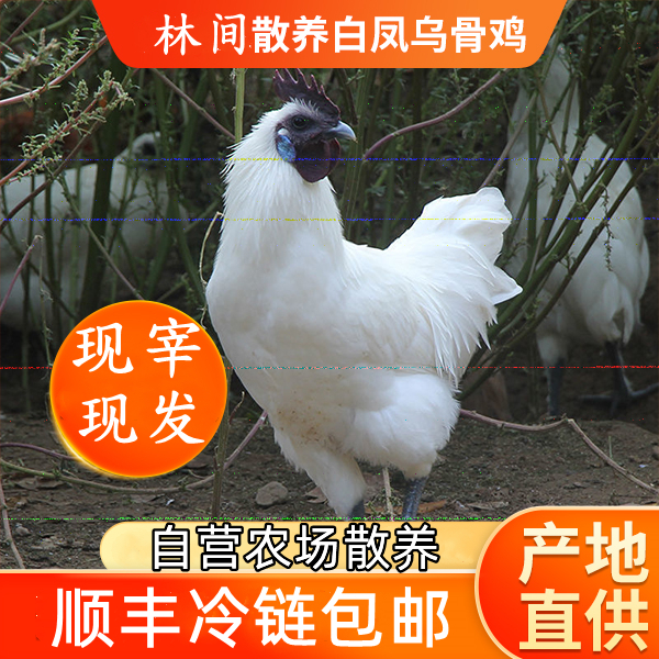 【买一只送一只】农家散养白凤乌鸡 两只净重4斤 现宰 顺丰