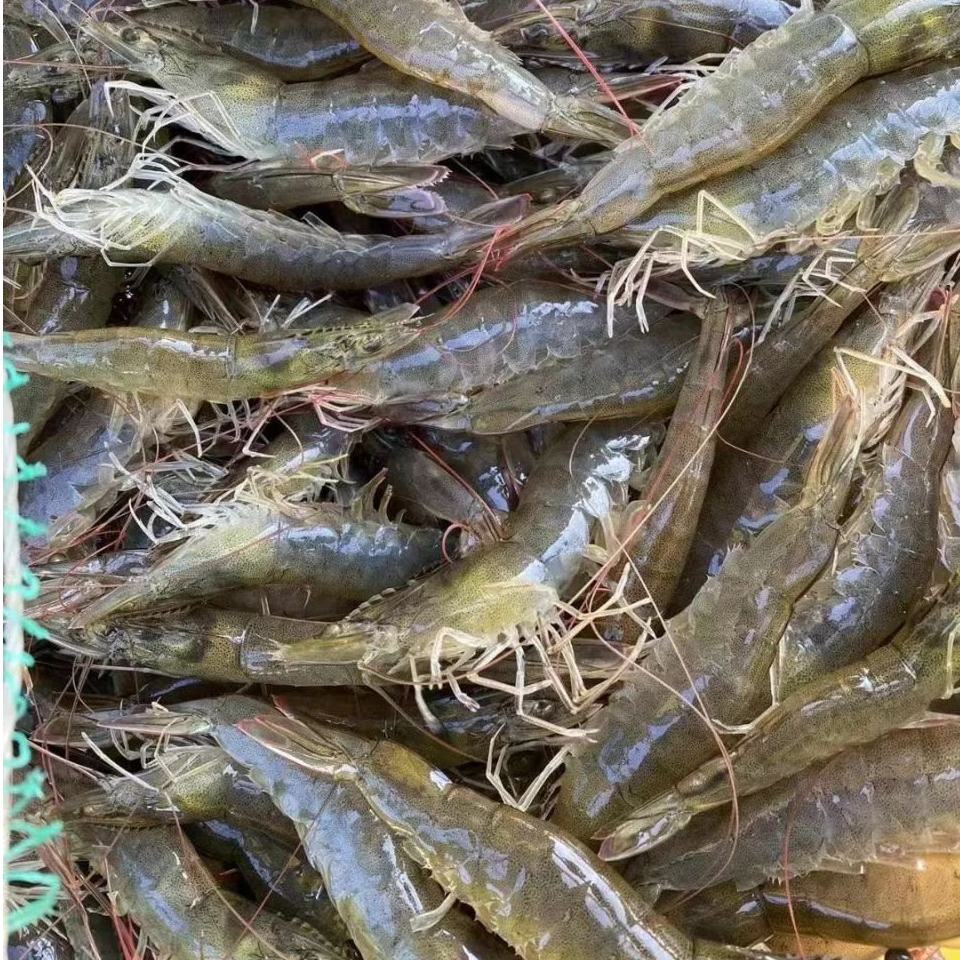 渤海湾海水盐田大虾无饲料无狠活净重5斤活虾冷冻顺丰包邮