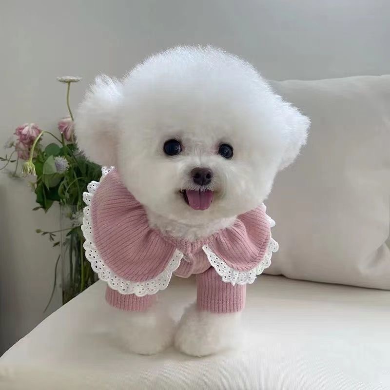 狗狗猫咪保暖外套泰迪比熊宠物衣服秋冬新款蕾丝花边钮扣针织开衫