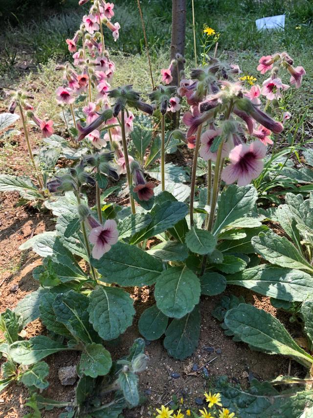 《～白芨一两～拍这个～》泡茶熬水，泡酒泡茶专拍料，专拍规格，非-地黄