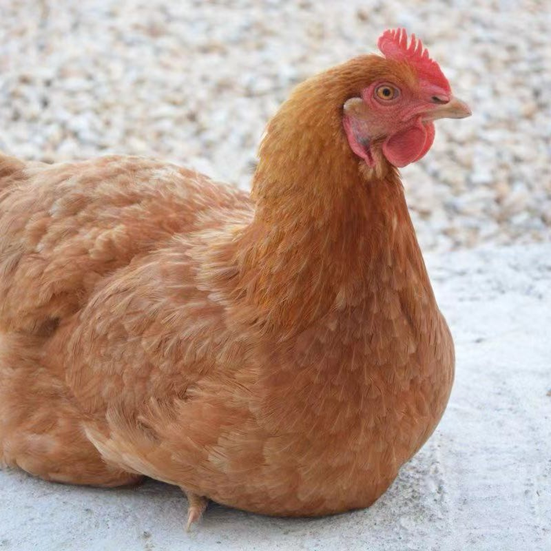 纯东北本地两年以上老母鸡