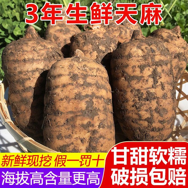 云南昭通小草坝仿野新鲜天麻煲汤蒸蛋泡酒健康食用吸收乌天麻