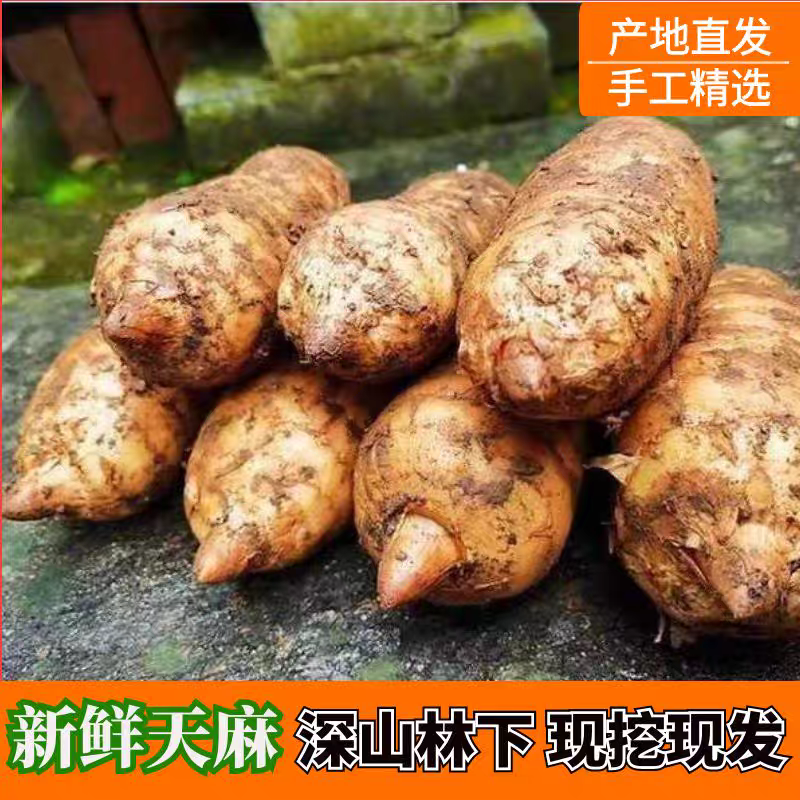 云宗南昭通小草坝新鲜仿野种植新鲜活天麻炖鸡汤鲜货