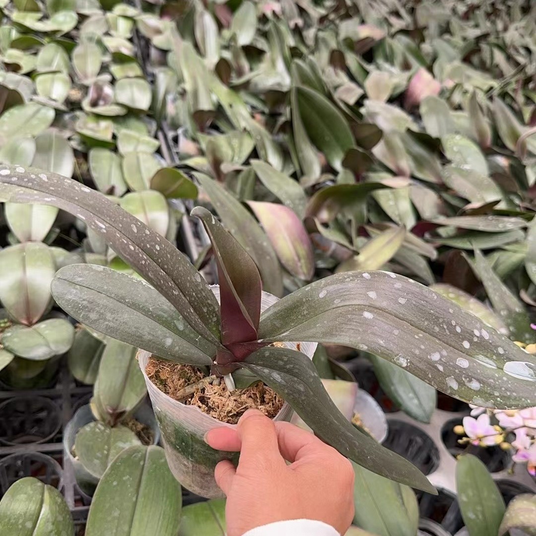 蝴蝶兰 满天红成熟苗子  开花颜色鲜艳 皮实好养