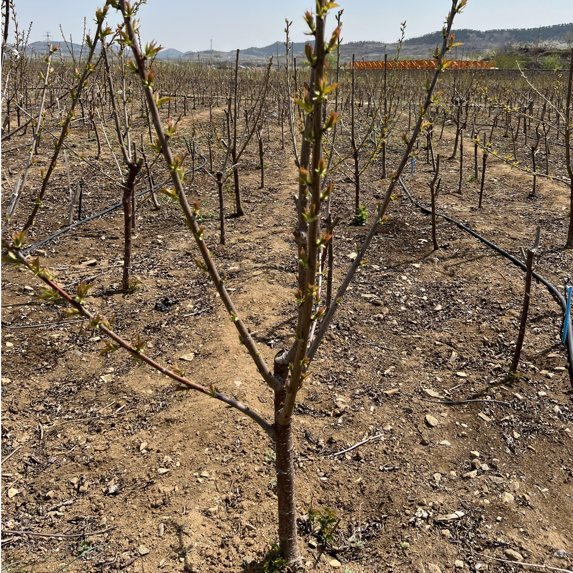 大客户专享大樱桃苗木适宜南方北方盆栽地栽种植