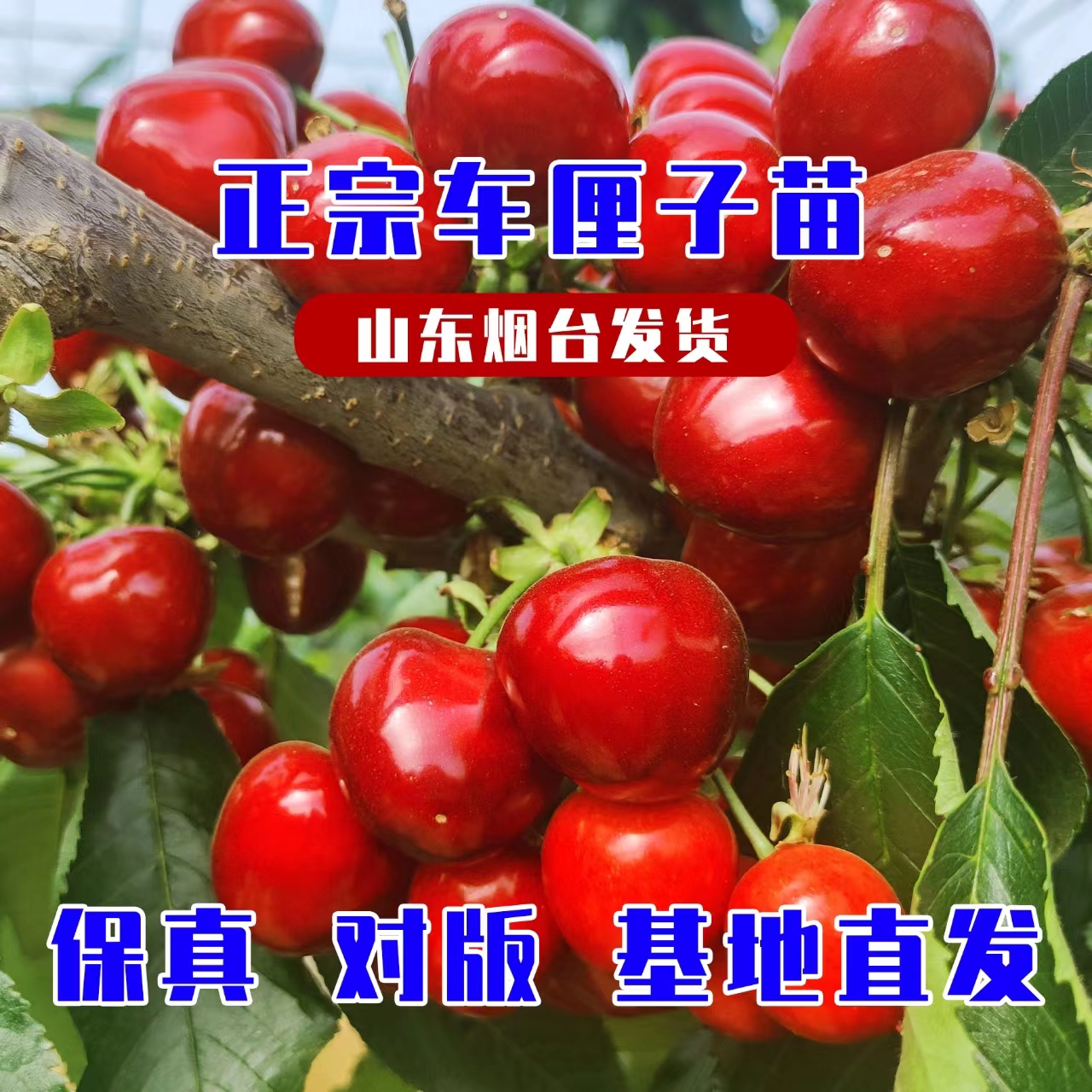 1.5厘米粗车厘子树苗优质烟台大樱桃树樱桃苗南方北方盆栽地栽