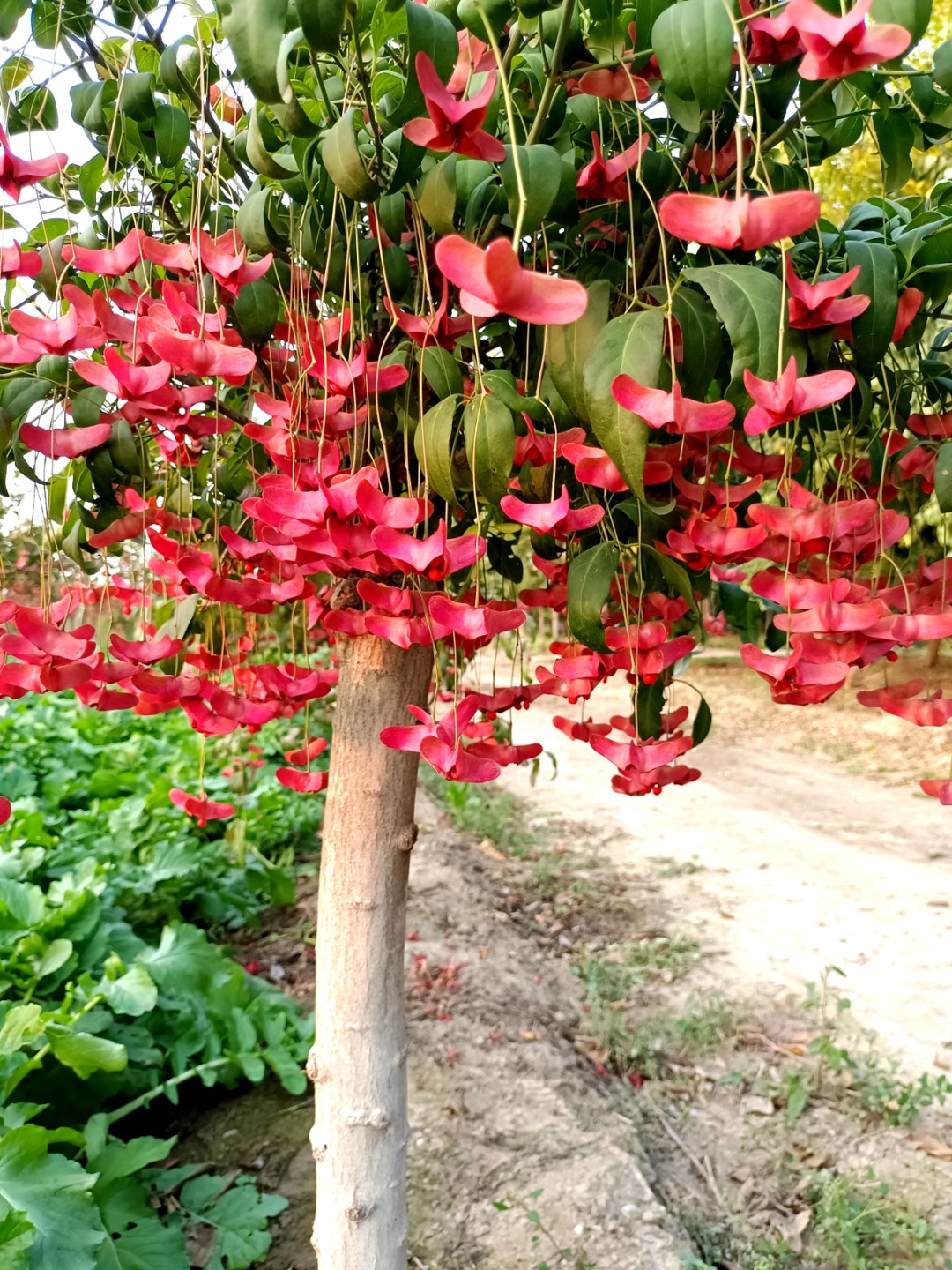 金丝吊蝴蝶（园中本年都可挂果）发财树 摇钱树 金元宝  