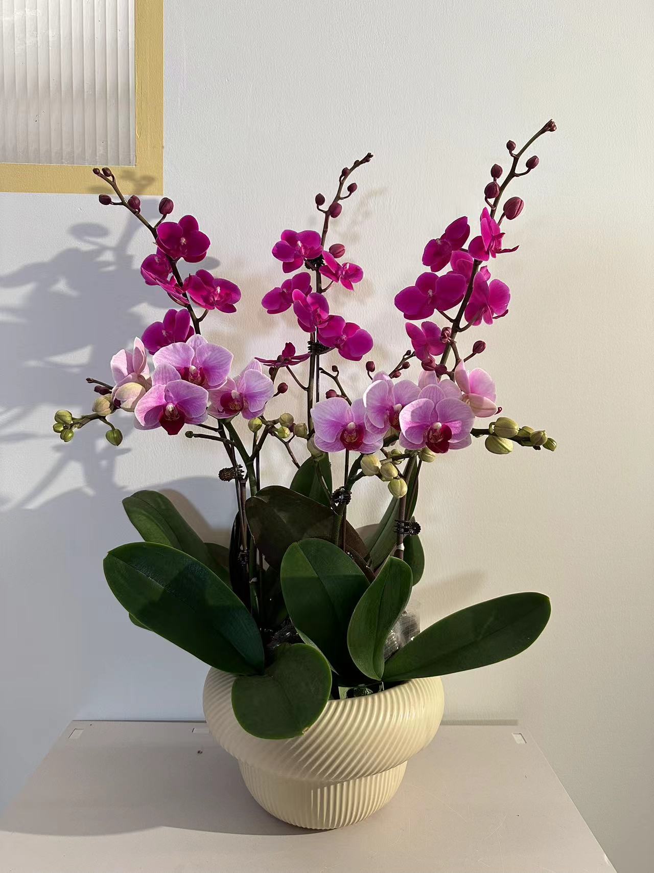 [五福临门]混搭礼品花 送人佳品 观赏花卉