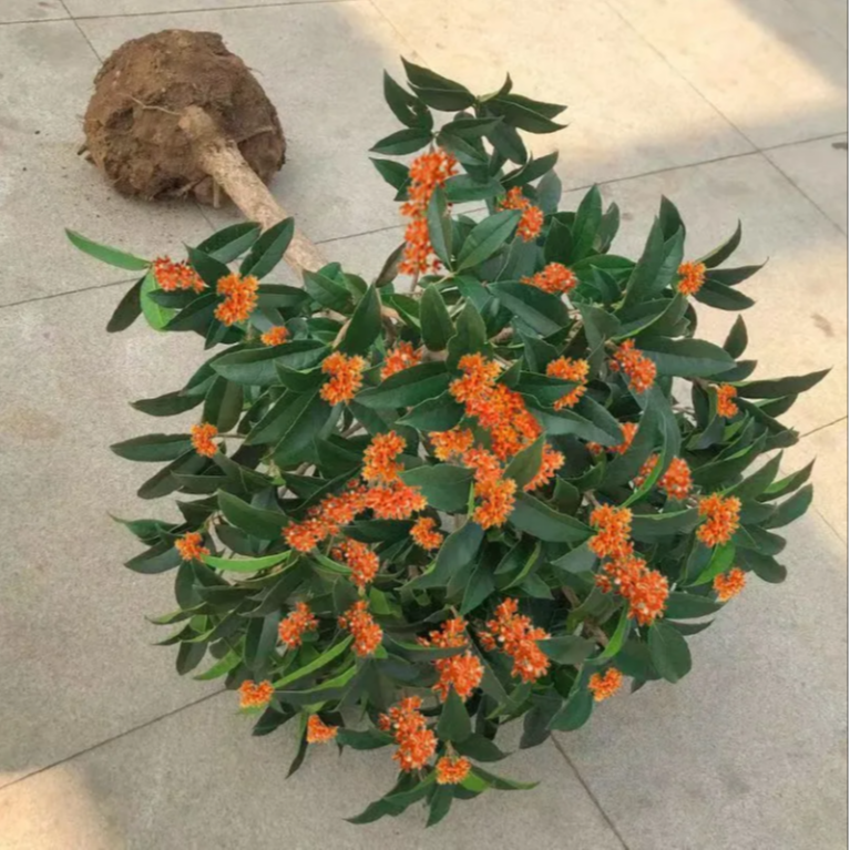 正宗桂花树浓香型室外地栽大型庭院大树原生八月金桂丹桂四季常青