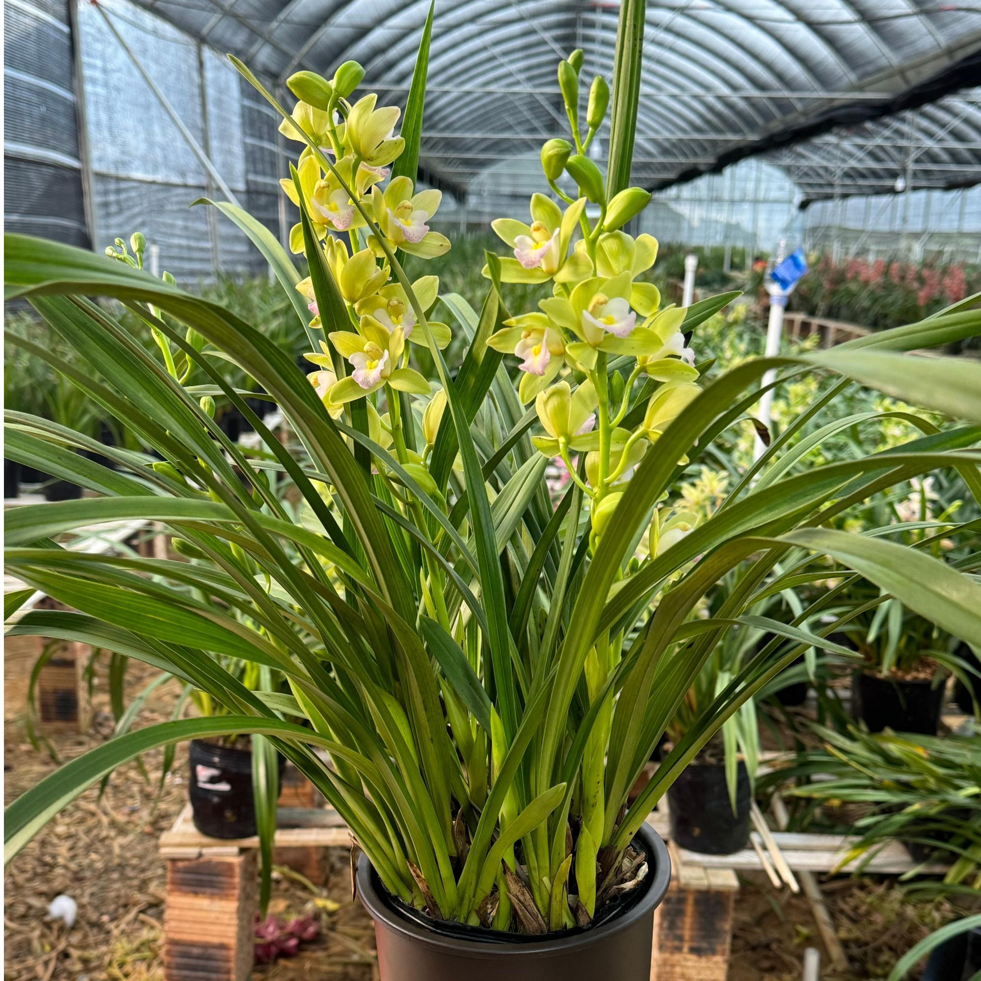 大花惠兰【碧玉香妃】春节前后开花 好养易活 盆栽种好发货