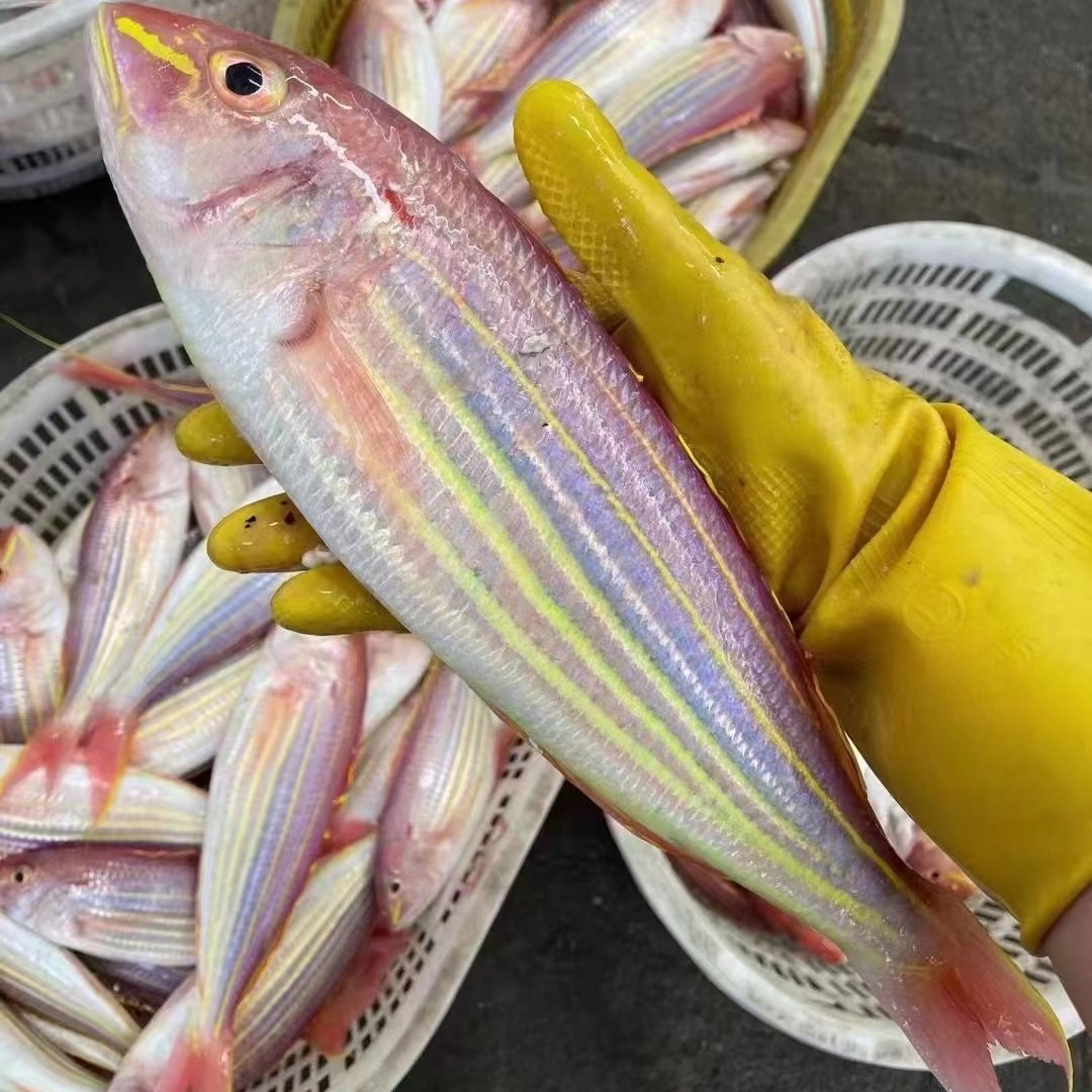 惠来本港正红杉5斤广东省包邮