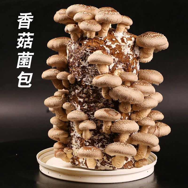 【买一发三】蘑菇菌包蘑菇种植包平菇菌棒香菇菌种菇种家庭食用菌