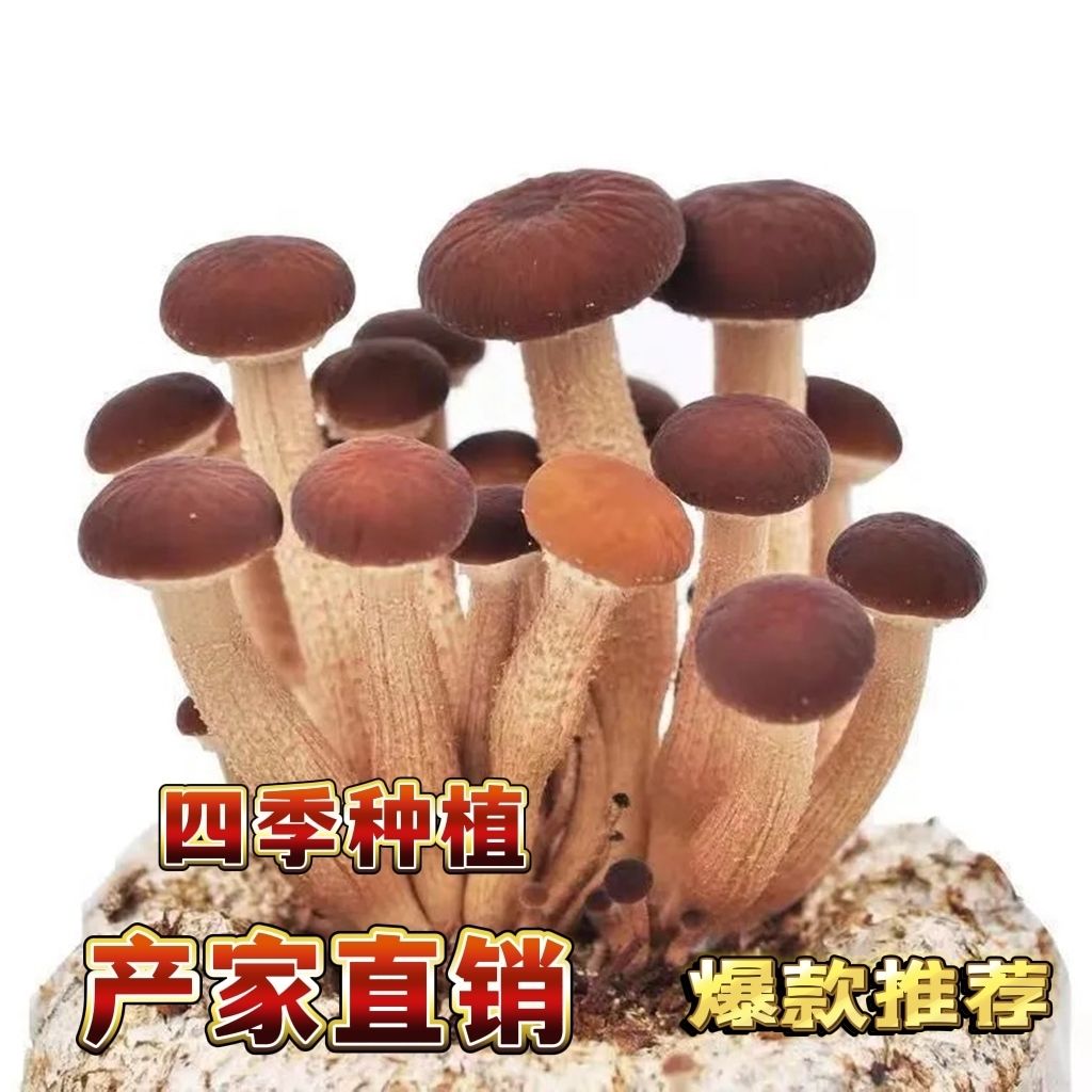 【买一发三】蘑菇菌包蘑菇种植包平菇菌棒香菇菌种菇种家庭食用菌