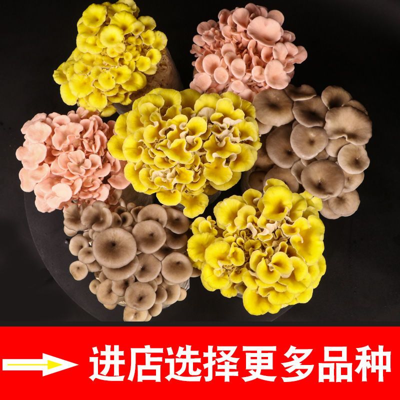 买1发3蘑菇种植包菌种包家种菌菇食用菌平菇家庭蘑菇菌包香菇菌种