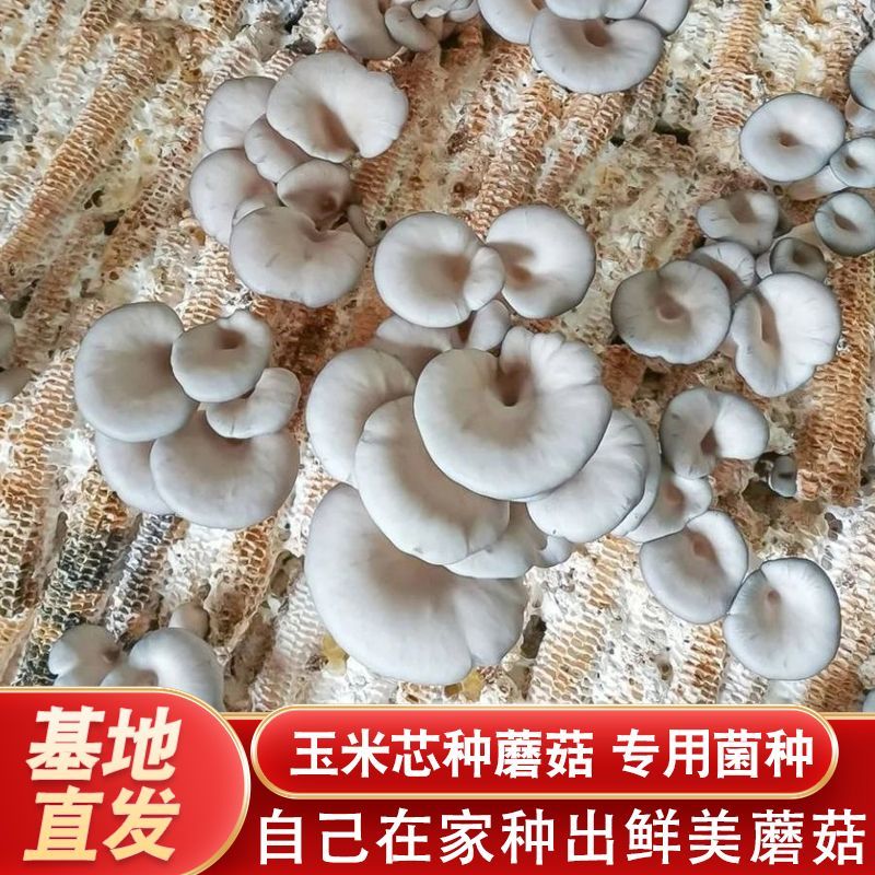 玉米芯棒稻草种植平菇栽培蘑菇菌包专用菌种栽培家庭王静三级DIY