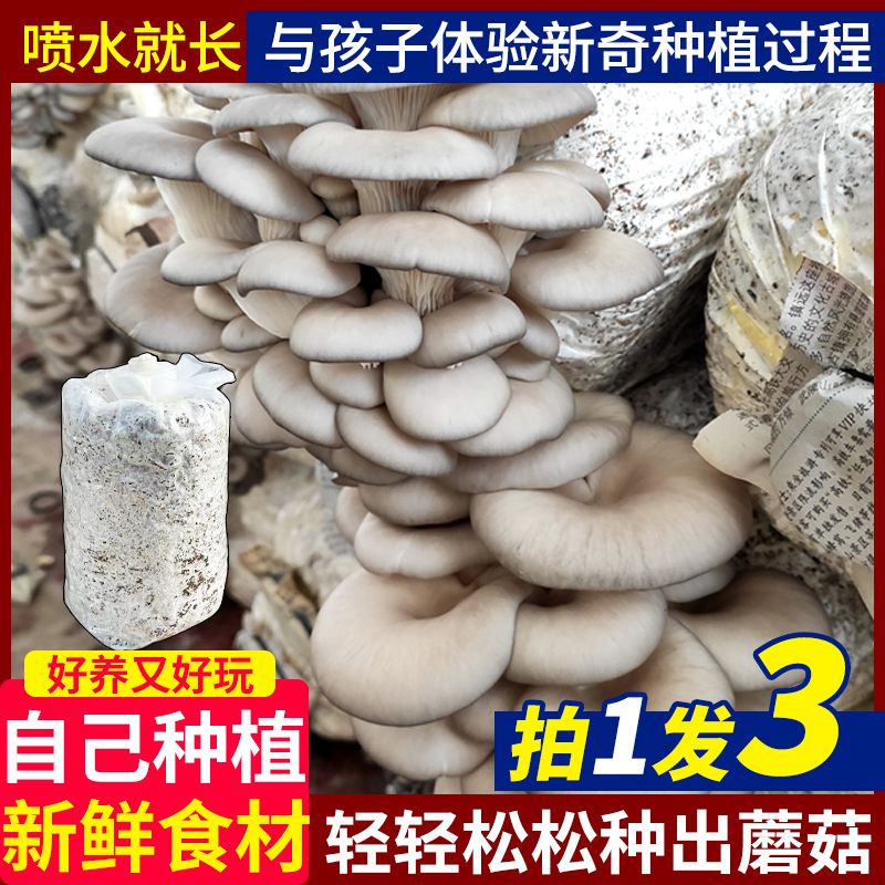 【拍一发三】蘑菇菌包家庭室内种植蘑菇菌种可食用平菇菌菇包