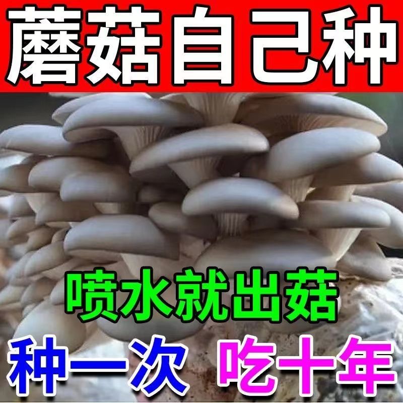 【种1次吃1年】家庭种植秀珍菇菌包食用菌棒种植新鲜平菇菌种家种