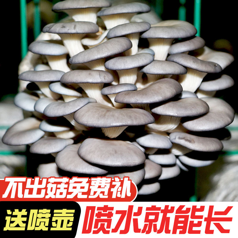 【买一发三】家庭蘑菇菌包食用菌室内蘑菇种植菌种家种菌种菌菇包