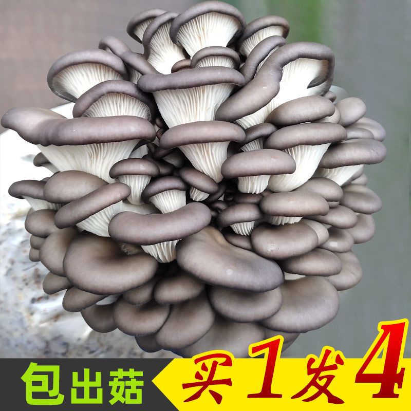 平菇蘑菇菌包菌棒种植食用菌种植香菇金针种植菌包种植袋阳台包邮