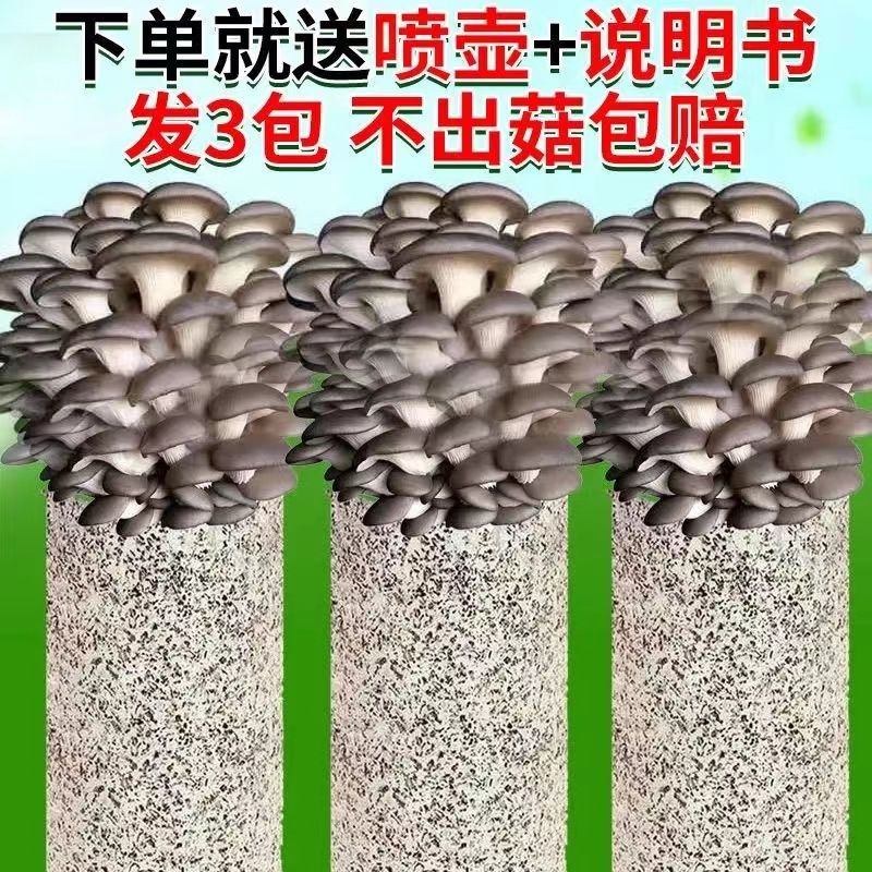 【买一发三】菌种家种蘑菇菌包家庭室内种植食用菌棒可食用菌菇包