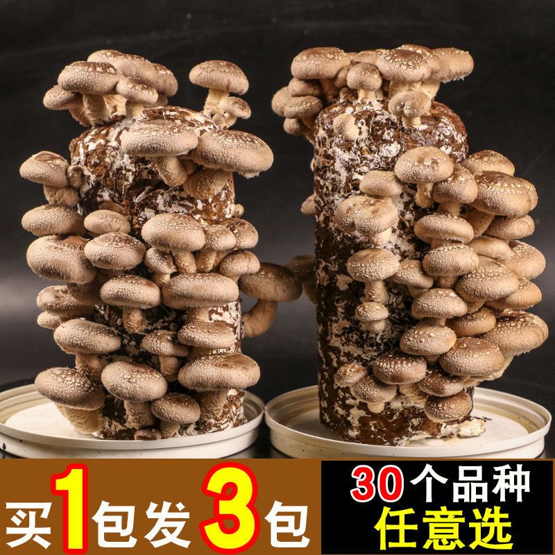 【包出菇】香菇大菌棒菌种蘑菇菌包种植包平菇菌种食用菌种菌菇包