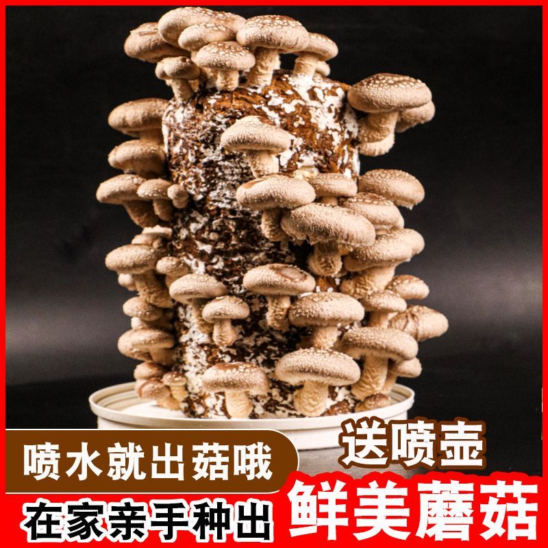 【买一发三】蘑菇菌包蘑菇种植包平菇菌棒香菇菌种菇种家庭食用菌