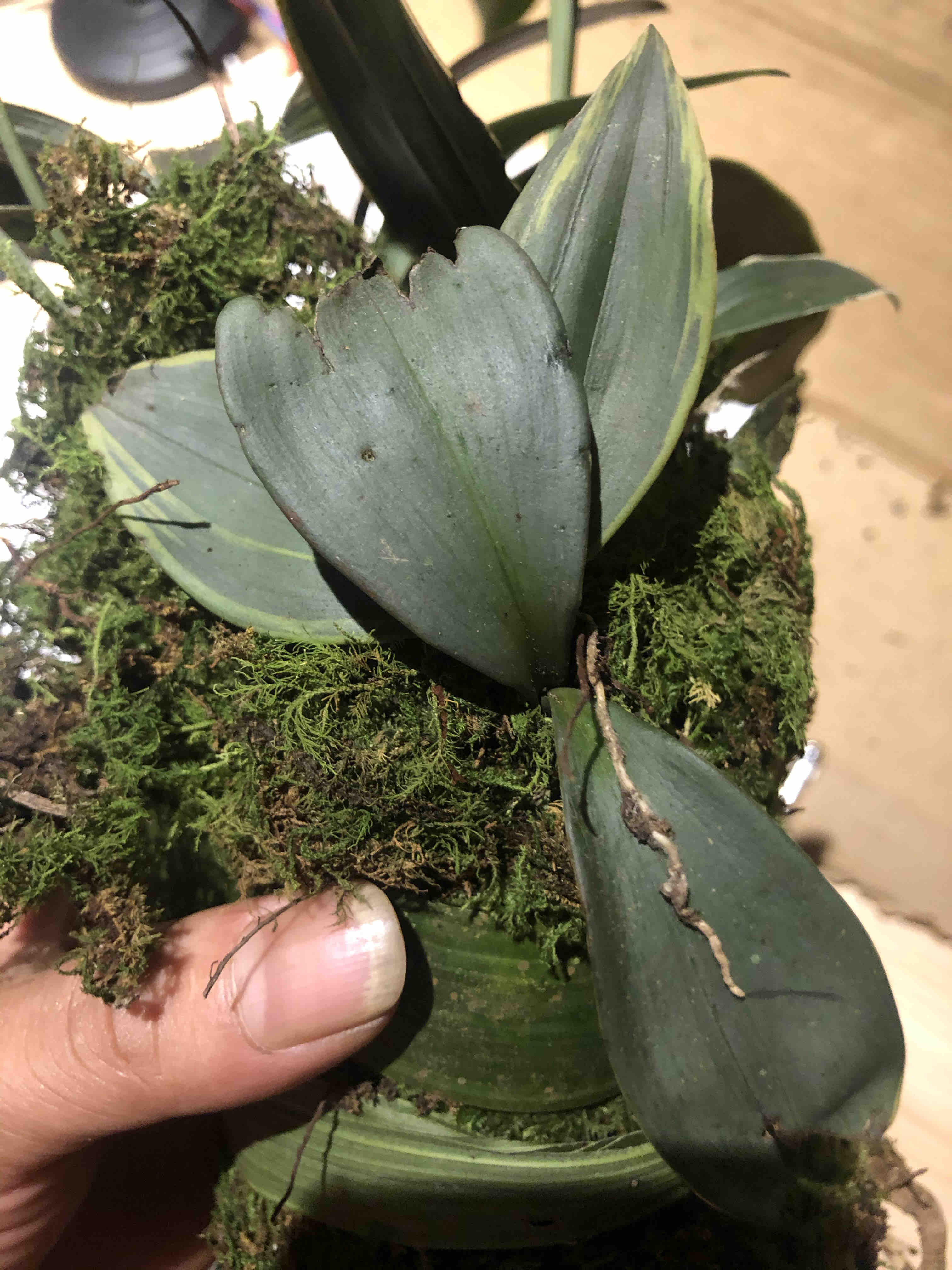 兔耳兰品种草直播间