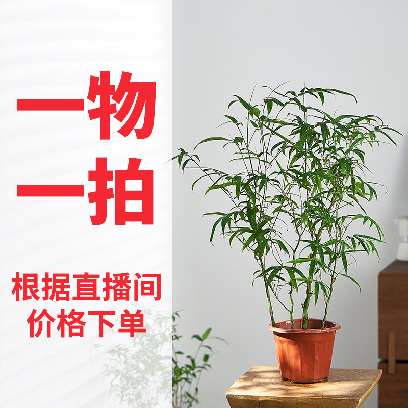 【15元到260元区间付款】一物一拍以直播间实物为准 精品佛肚竹盆景