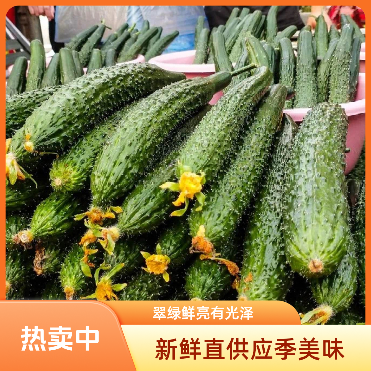 新鲜黄瓜｜刺黄瓜鲜食应季原产地现摘现发寿光新鲜黄瓜顶花带刺