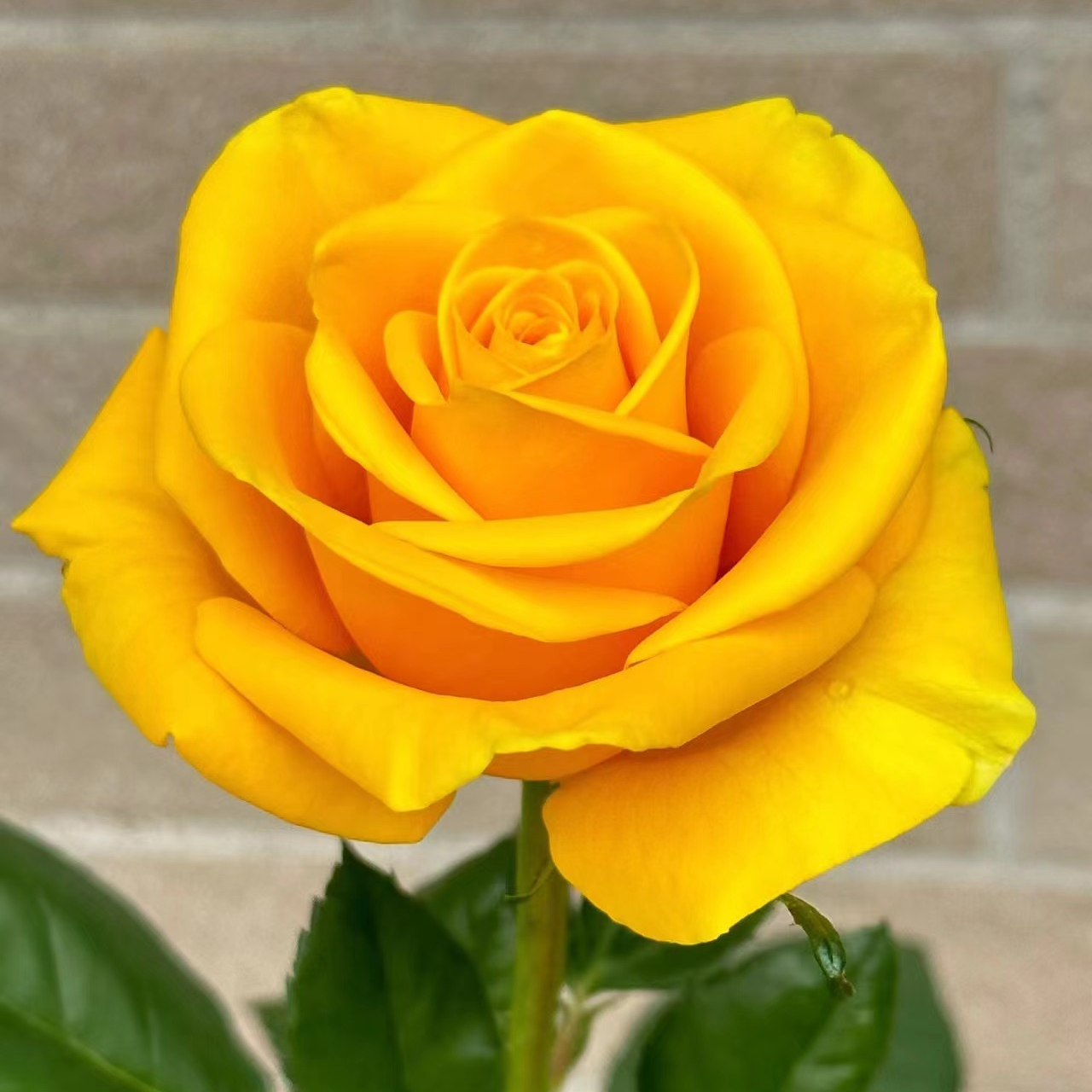 特大号棒棒糖月季,(修剪发货月季花树苗达喀尔)树状月季