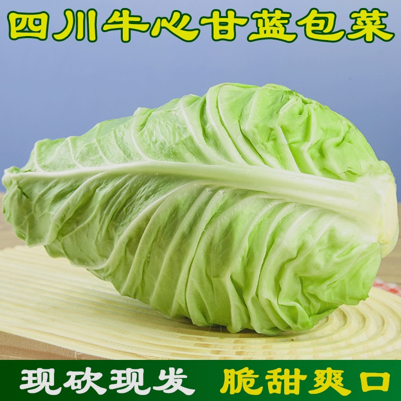 四川牛心甘蓝尖包菜大牛角卷心菜包心菜莲花白娃娃菜手撕包菜