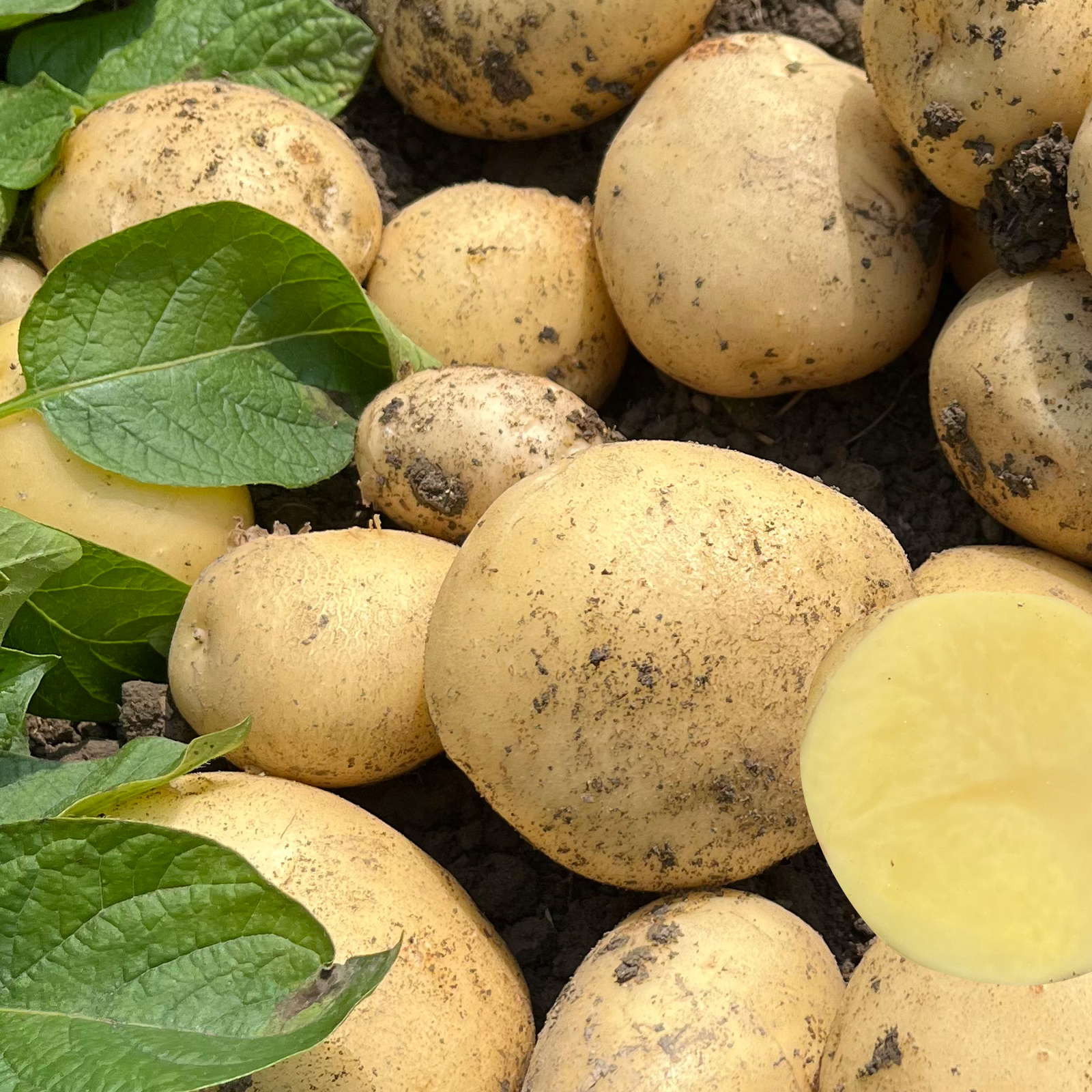 四川农家当季新鲜土豆黄心现挖3斤5斤土洋芋马铃薯黄心土豆