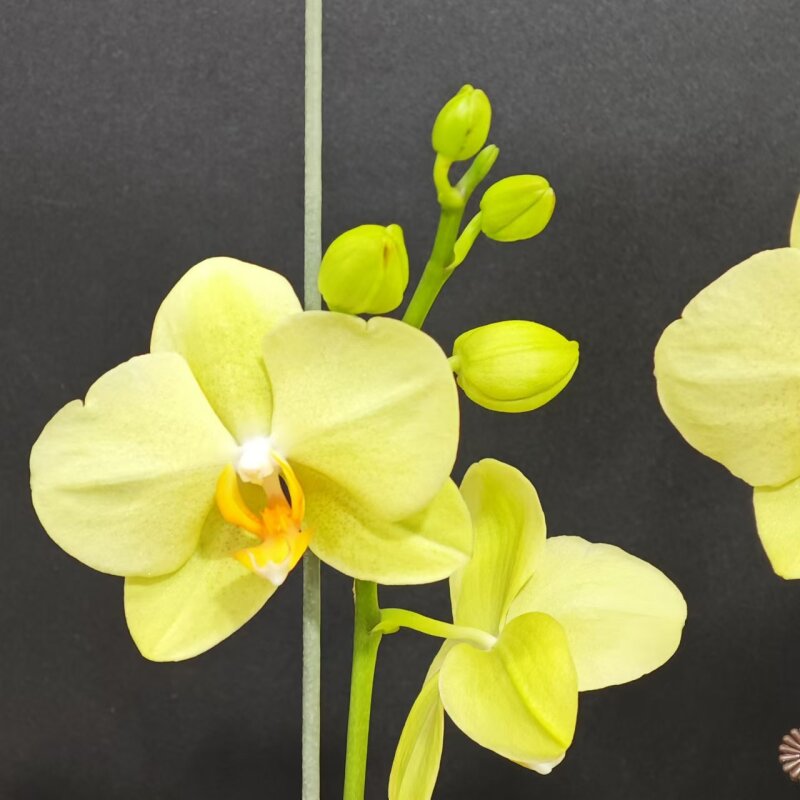 蝴蝶兰【沃尔泰拉】昆明基地直发