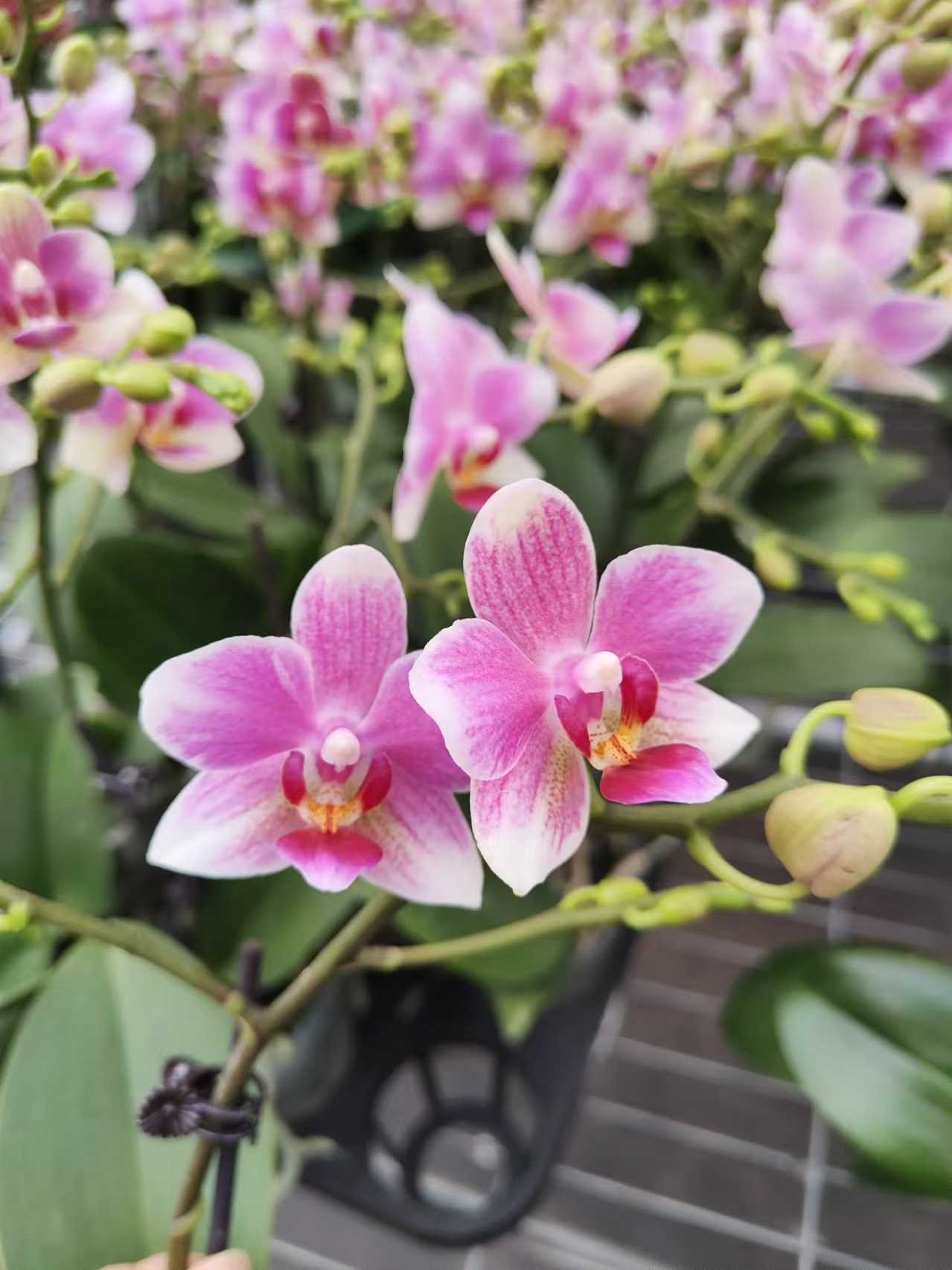 蝴蝶兰[小丸子]高端盆栽昆明直发