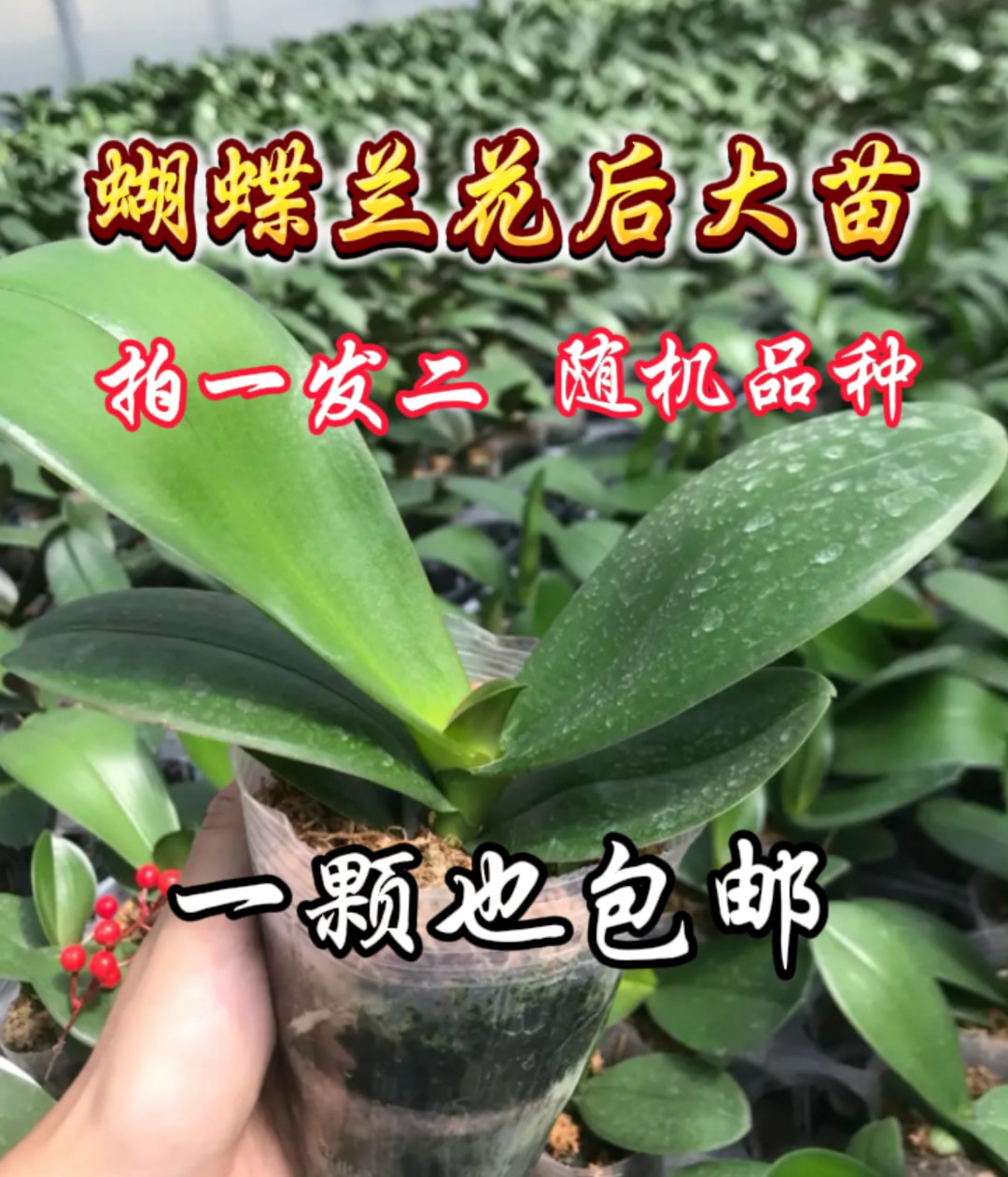 浪漫七夕礼粉丝福利[花后苗]不带花剑蝴蝶兰成苗耐养易活
