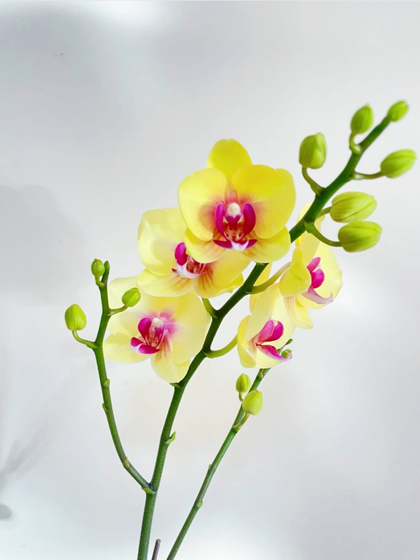 蝴蝶兰【朝日】黄色系精品观花盆栽昆明基地发货