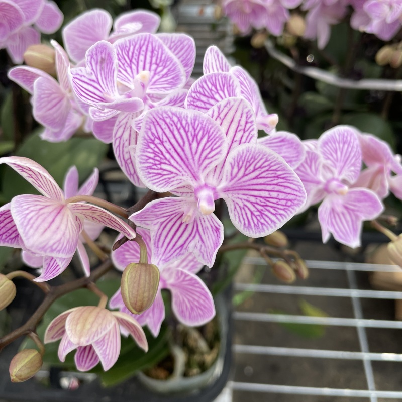 蝴蝶兰【樱花】精品观花盆栽昆明基地直发粉色条纹款