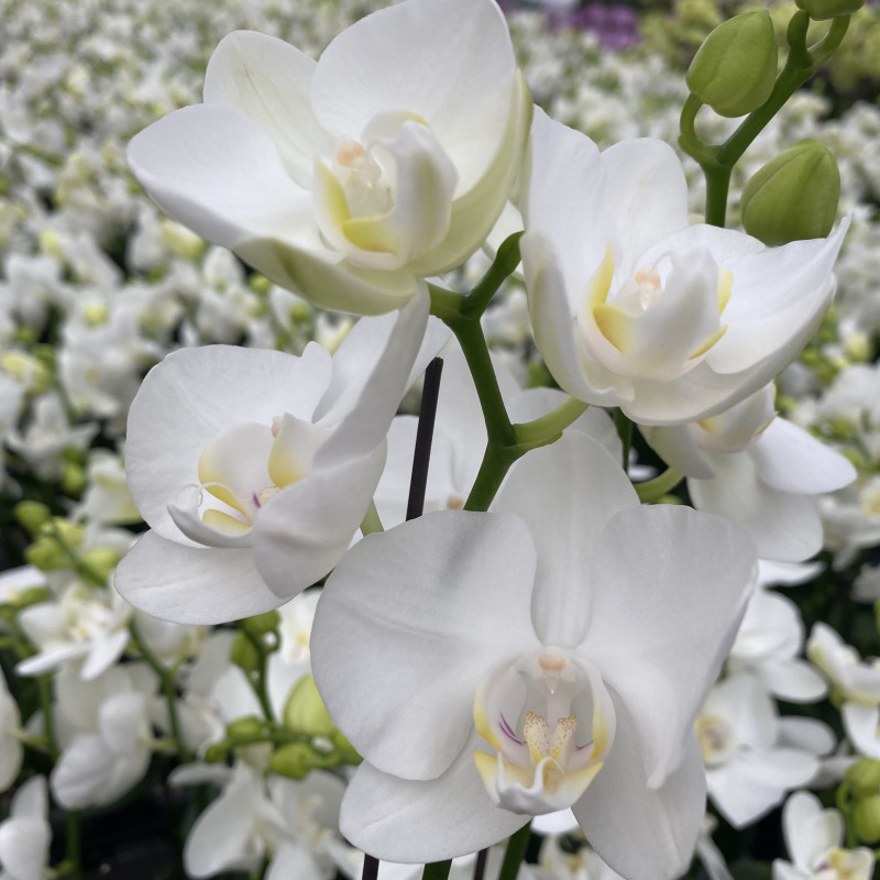 蝴蝶兰[阿玛]室内精品花卉昆明直发