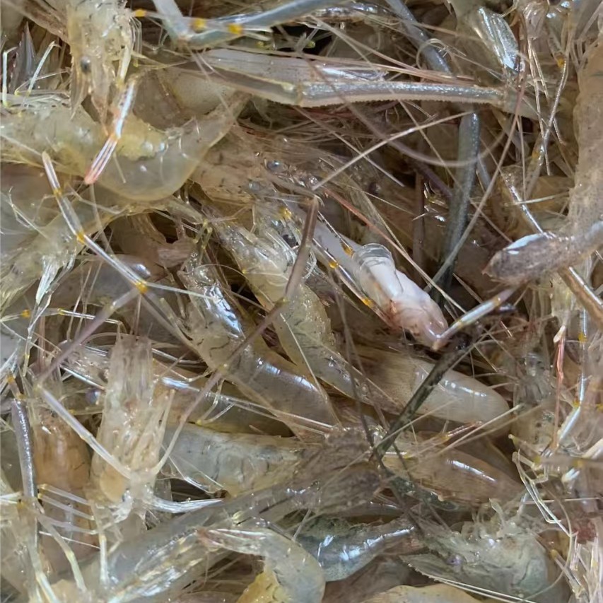 【鲜活】小河虾1斤