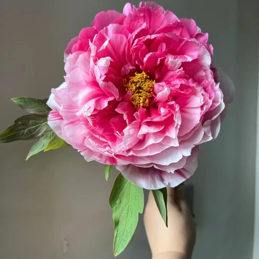 【岛津牡丹】一花双色复色系牡丹原土原盆